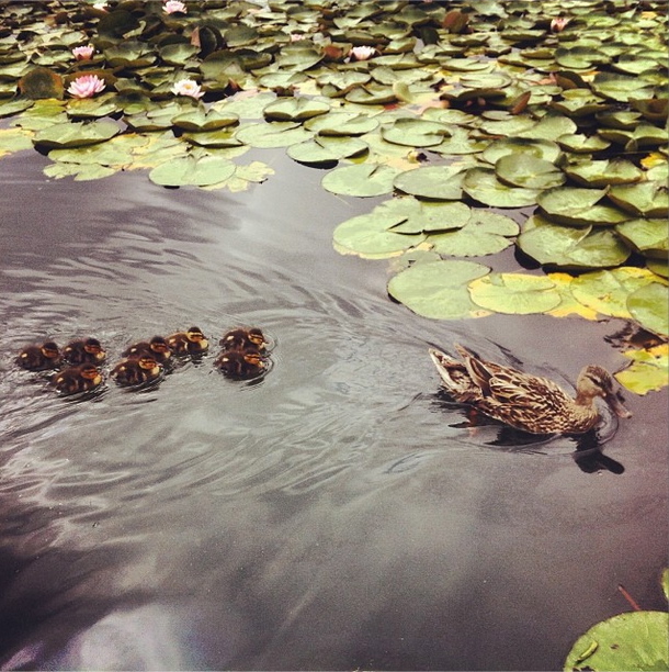 ducks_follow_mom
